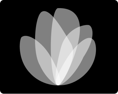 Ficus Notes